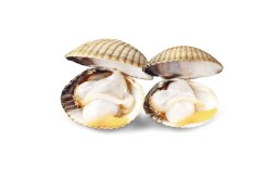 Berberechos al natural 55/65 Elaborados en las Rías Gallegas, Caja de 24 Uds. de OL-120